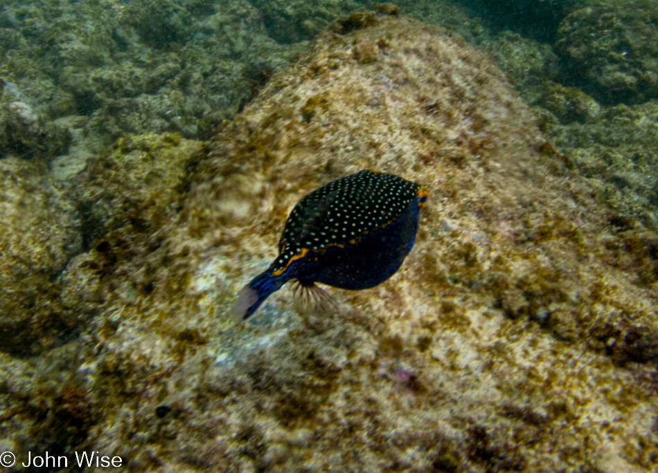 Snorkeling at Poipu Beach on the island of Kauai, Hawaii