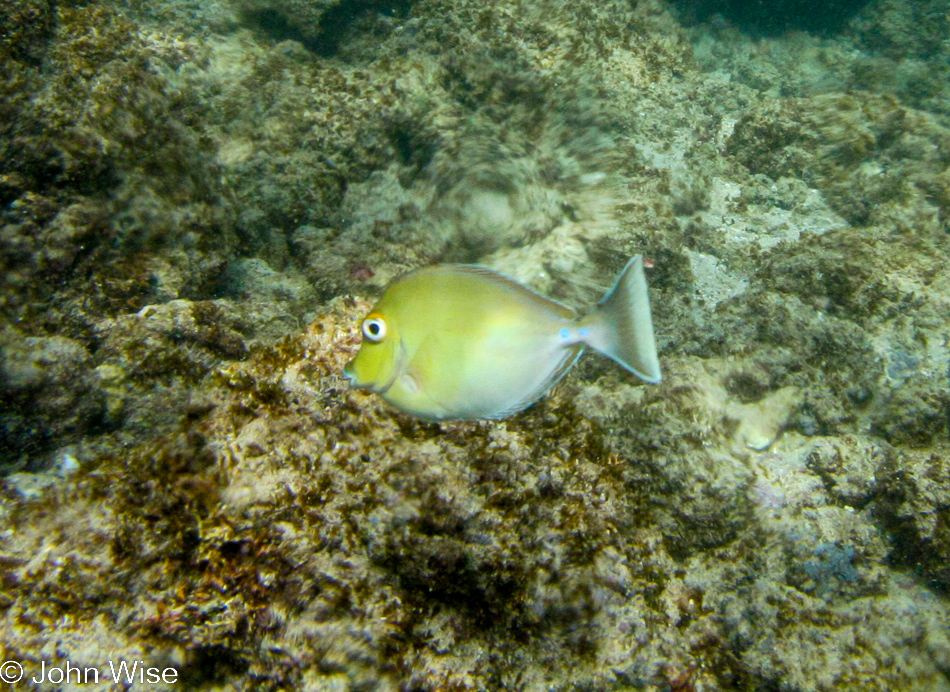 Snorkeling at Poipu Beach on the island of Kauai, Hawaii