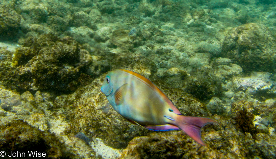 Snorkeling at Poipu Beach on the island of Kauai, Hawaii