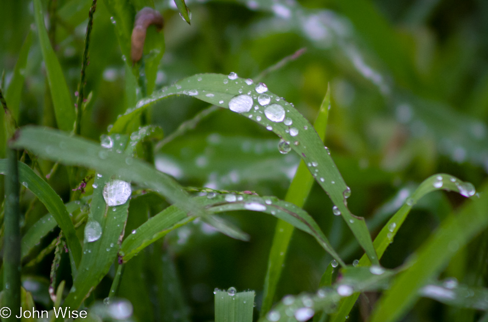 Wet grass at local park in Goleta, California