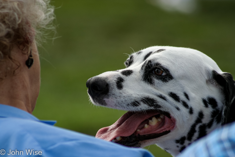 Rosie the Dalmatian looks intently at my great aunt Ann Burns
