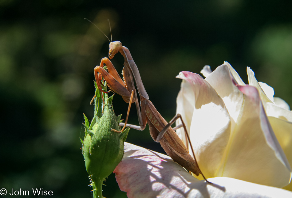 Praying Mantis at Descanso Garden in La Cañada Flintridge, California