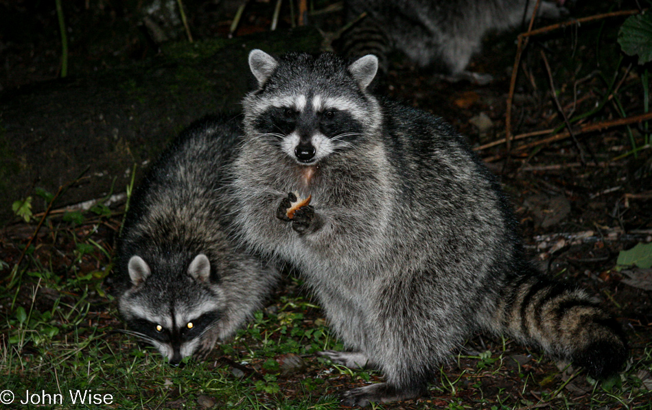 Racoons at Beverly Beach State Park in Newport, Oregon