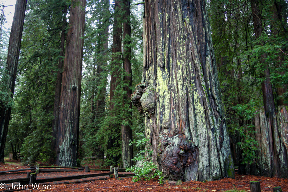 Redwoods in Northern California