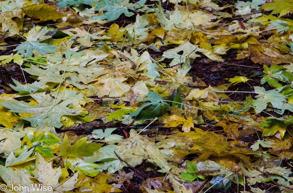 Leave of fall among the Redwoods in California