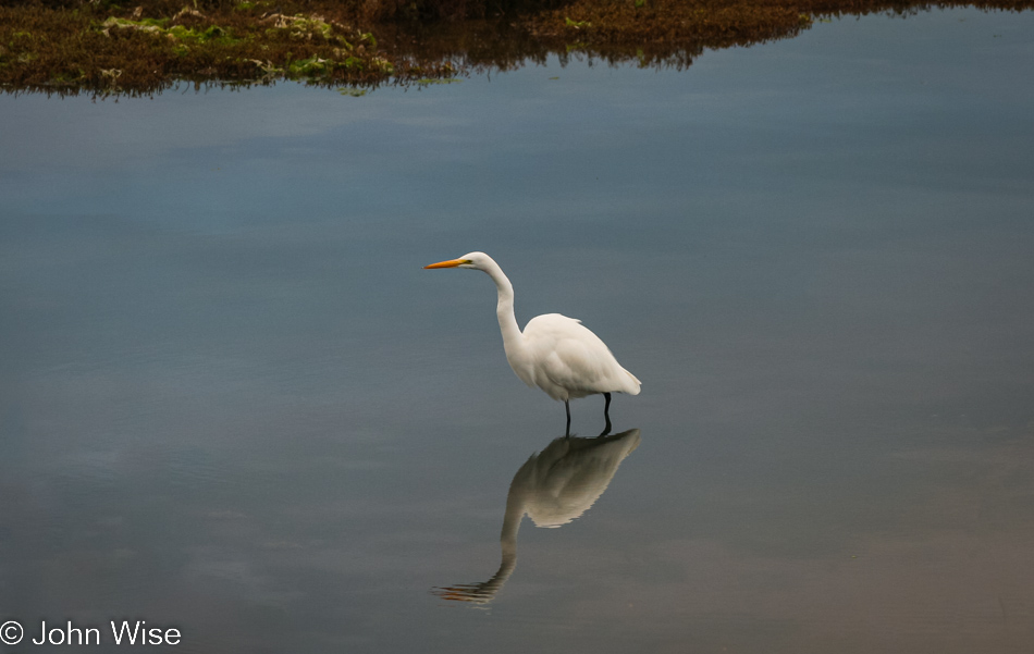 Elkhorn Slough in Moss Landing, California