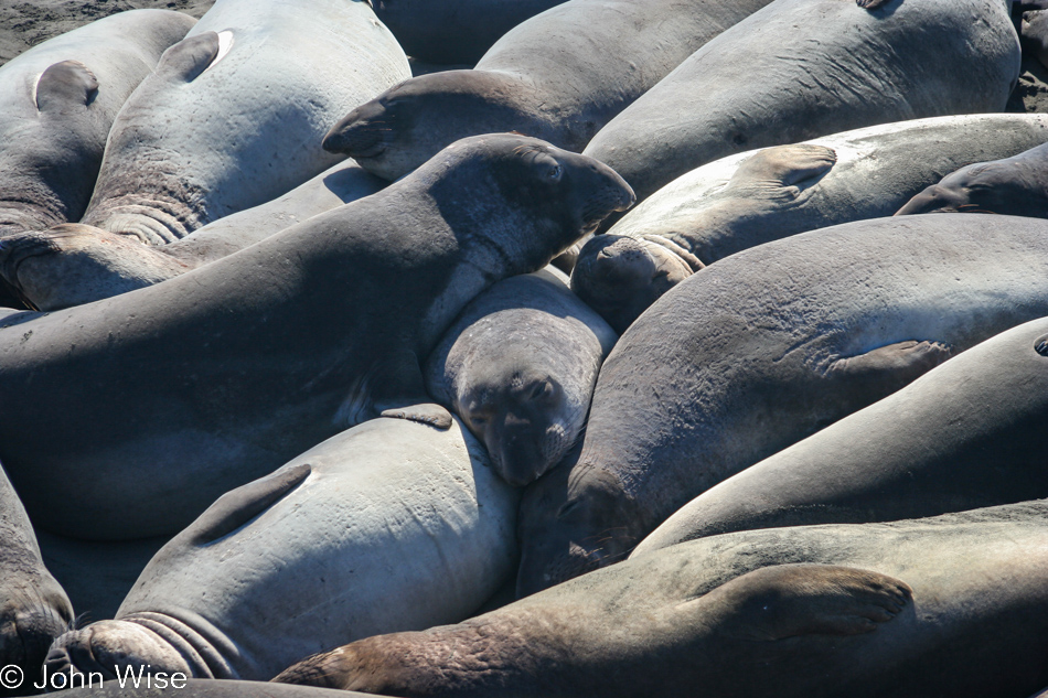 Elephant Seals in San Simeon, California