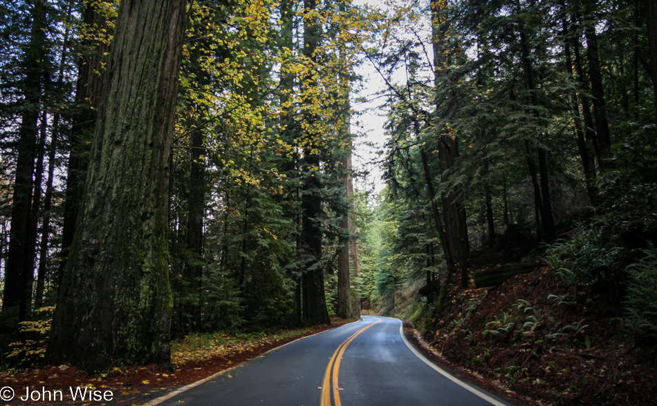 Humboldt Redwoods State Park in Weott, California