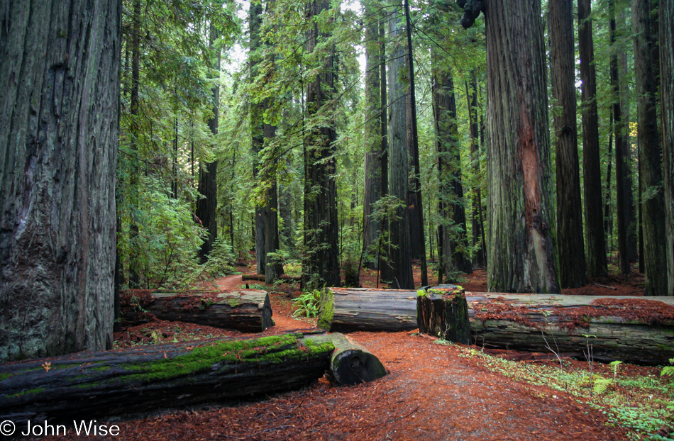 Humboldt Redwoods State Park in Weott, California