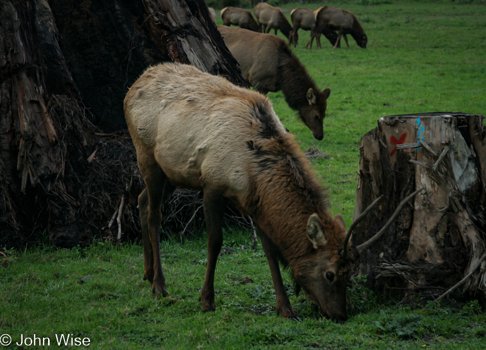 Red Deer near Orick, California