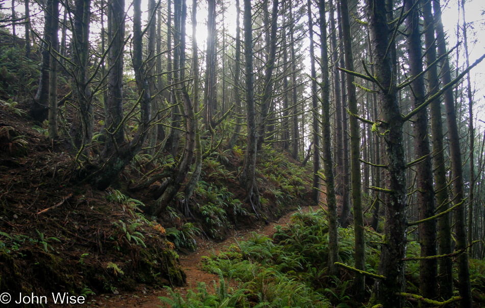 Indian Sands Loop Trailhead in Brookings, Oregon