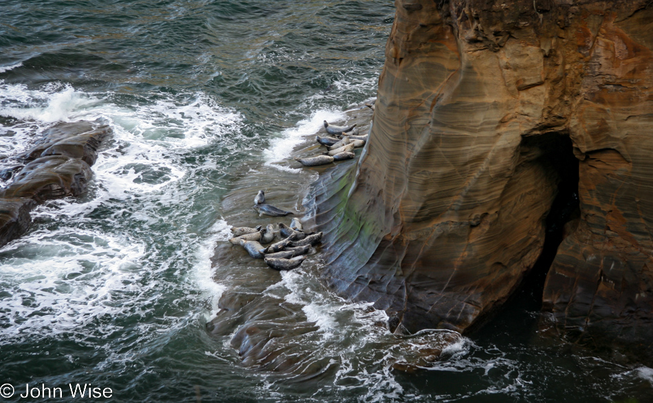 Seals on the Oregon Coast