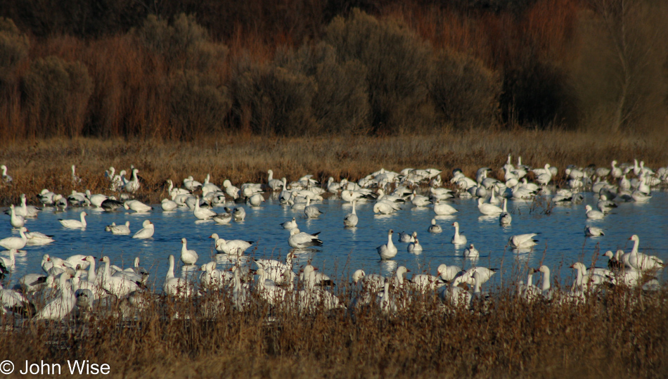 Bosque del Apache near Socorro, New Mexico