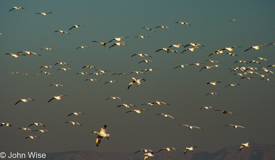 Bosque del Apache near Socorro, New Mexico