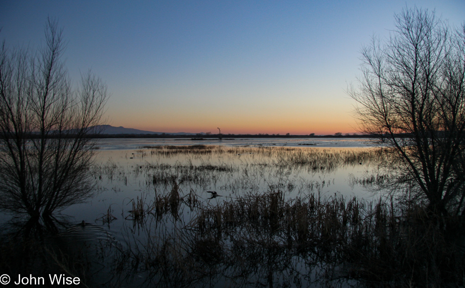 Bosque del Apache near Socorro, New Mexico