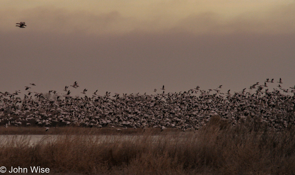 Sunrise at Bosque del Apache National Wildlife Refuge in New Mexico