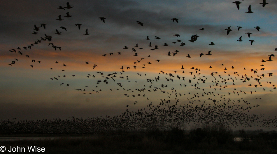 Sunrise at Bosque del Apache National Wildlife Refuge in New Mexico