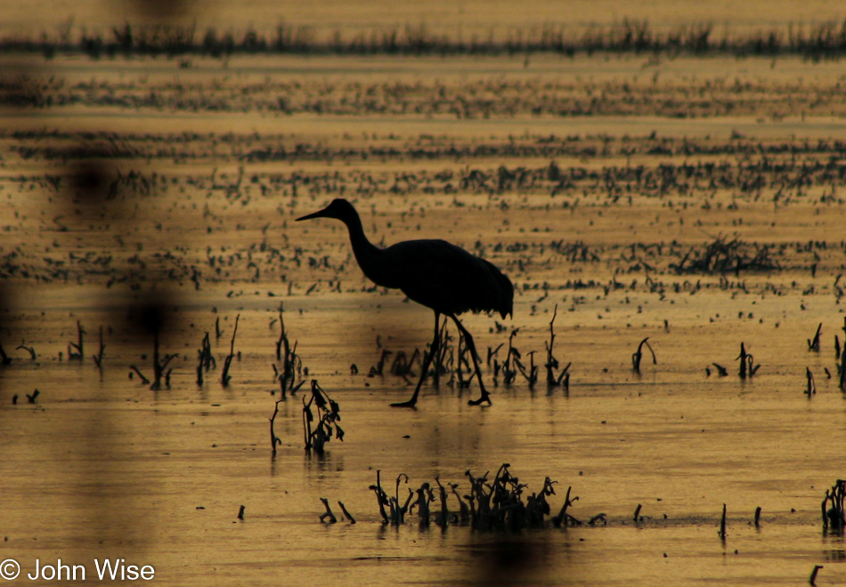 Sunrise at Bosque del Apache National Wildlife Refuge in New Mexico