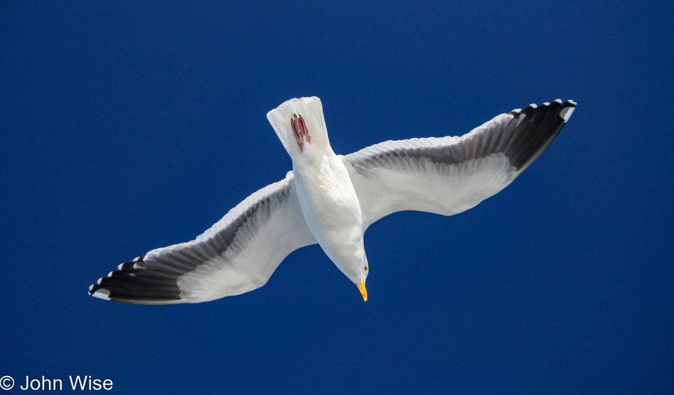Seagull flying to Alcatraz Island in San Francisco, California