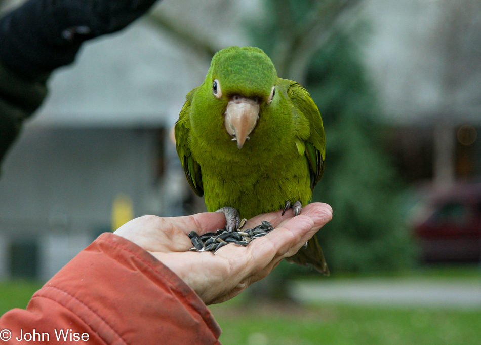 Cherry Head Parrot in San Francisco, California