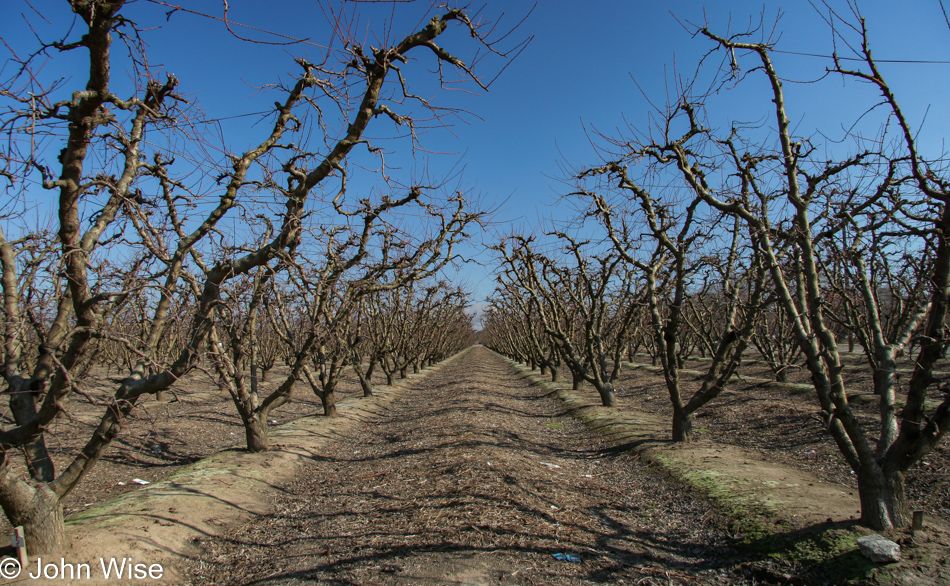 Nut farm in winter somewhere in the central valley of California