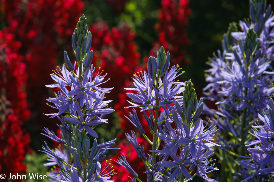 Longwood Gardens in Chester County, Pennsylvania