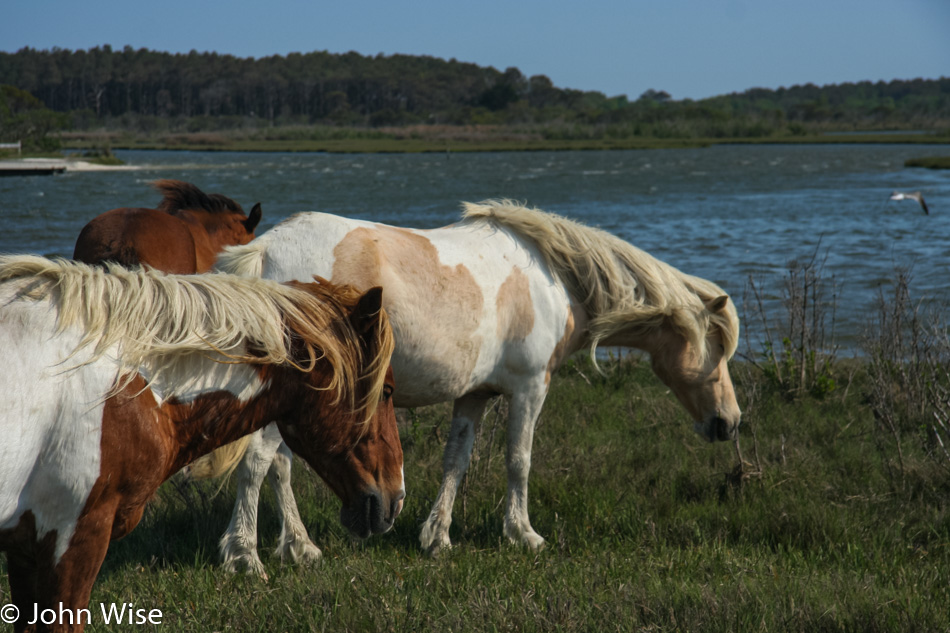 Assateague Island National Seashore in Maryland