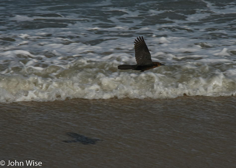 Assateague Island National Seashore in Maryland