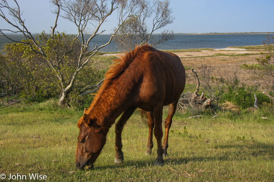 Assateague Island National Seashore in Maryland