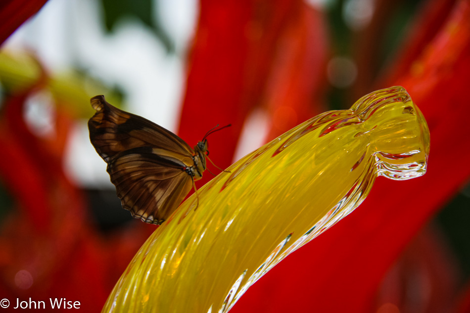 Dale Chihuly glass art at the Phipps Conservatory in Pittsburgh, Pennsylvania