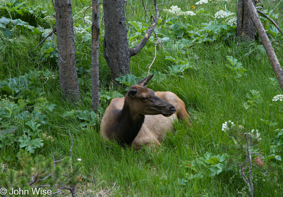 Yellowstone National Park in Wyoming