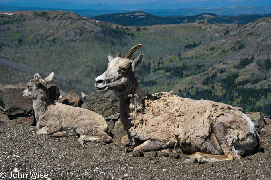 Big Horn Sheep on Mt. Washburn in Yellowstone National Park, Wyoming