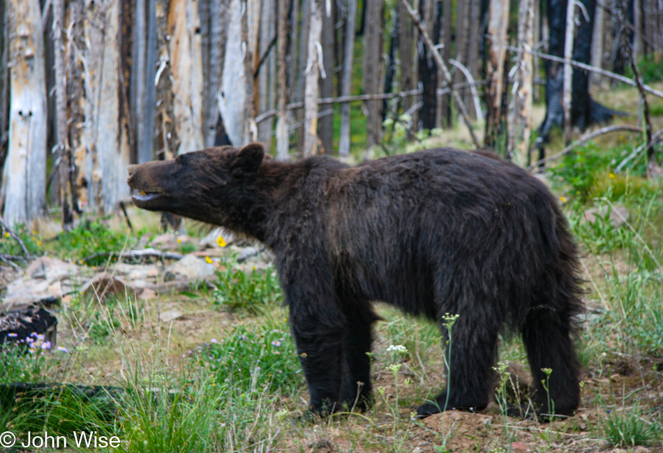 A black bear road side in Yellowstone National Park, Wyoming