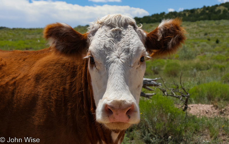 Cow along the trail in New Mexico