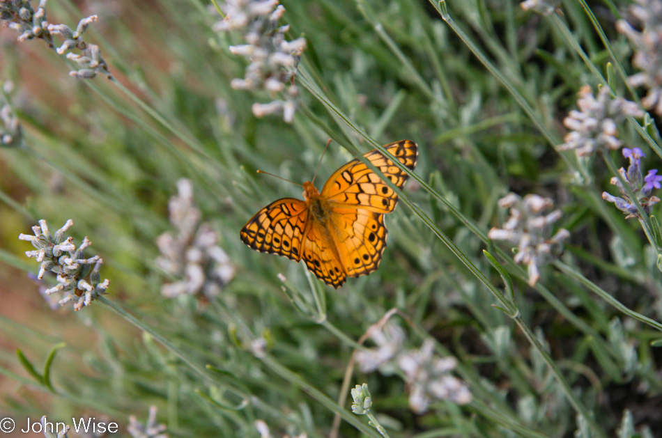 Lavender Spring Ranch in Arabela, New Mexico