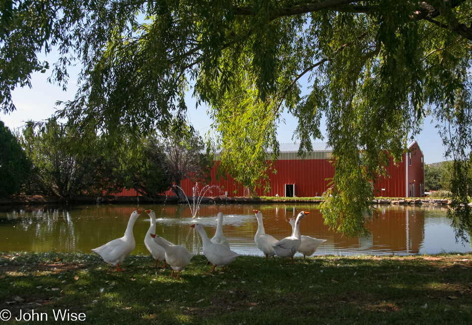 Geese at Lavender Spring Ranch in Arabela, New Mexico