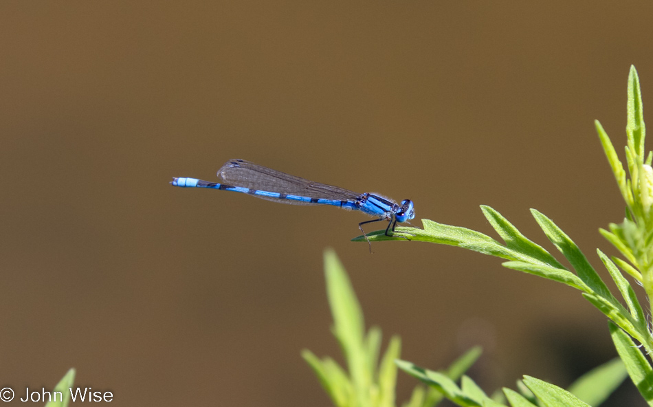 Dragonfly at Lavender Spring Ranch in Arabela, New Mexico