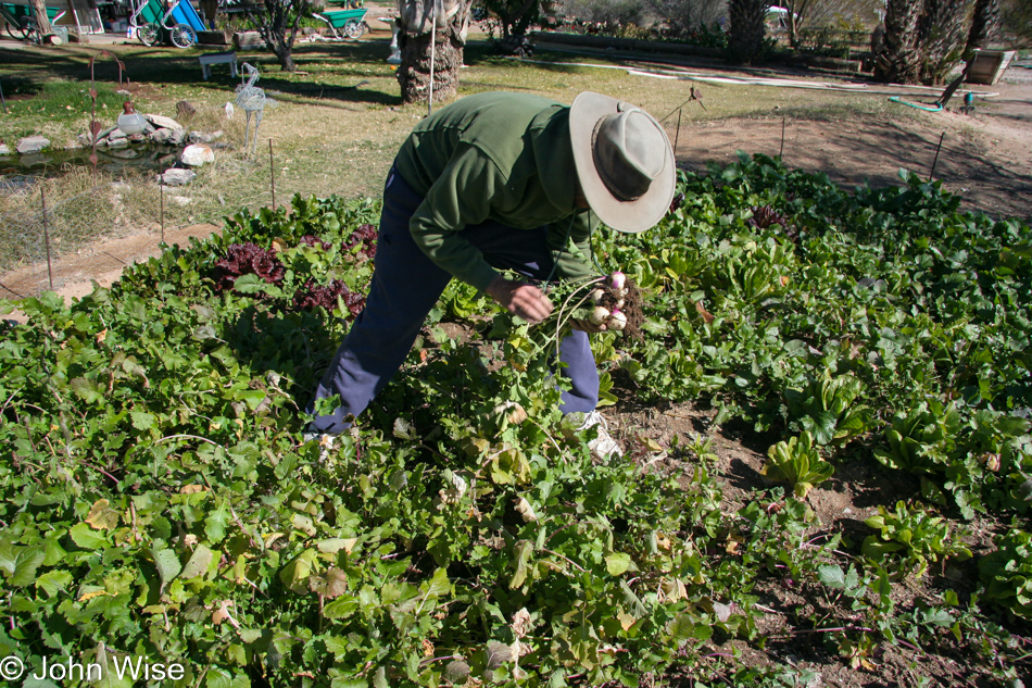 Rob Lazzarotto working his farm in Tonopah, Arizona