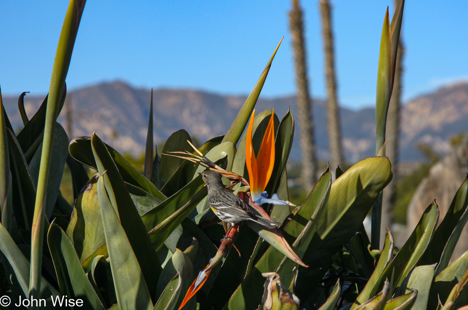 Shoreline Park Beach in Santa Barbara, California