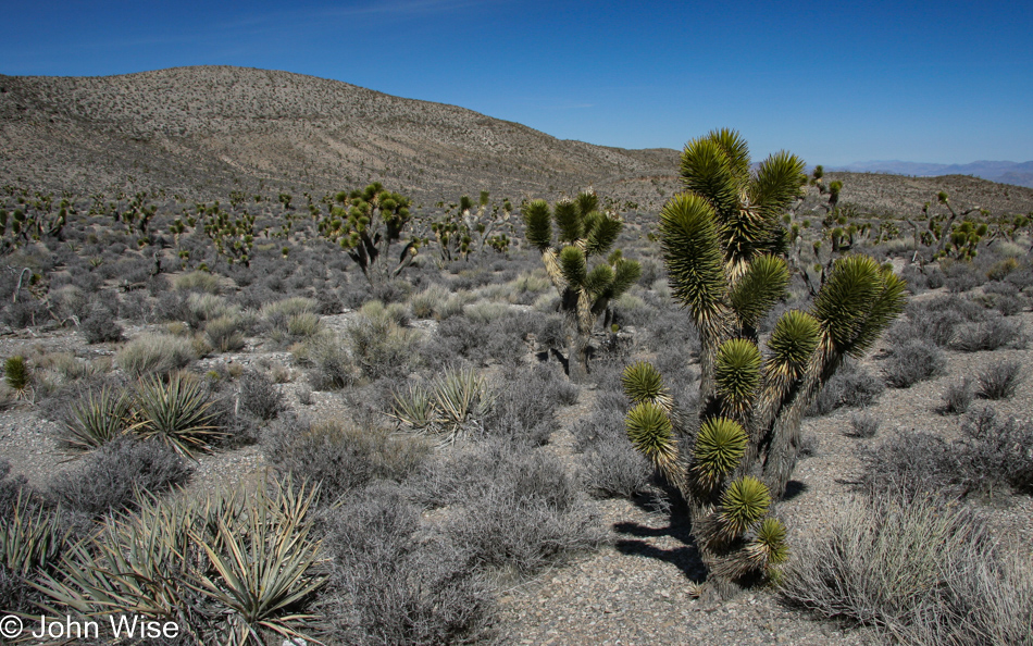 Yucca forest in Nevada on Highway 156
