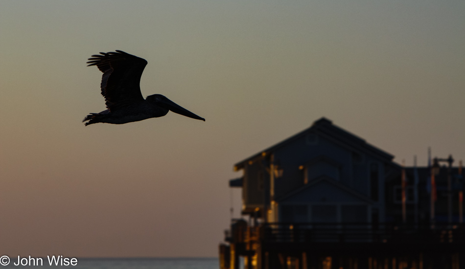 Pelican in Santa Barbara, California