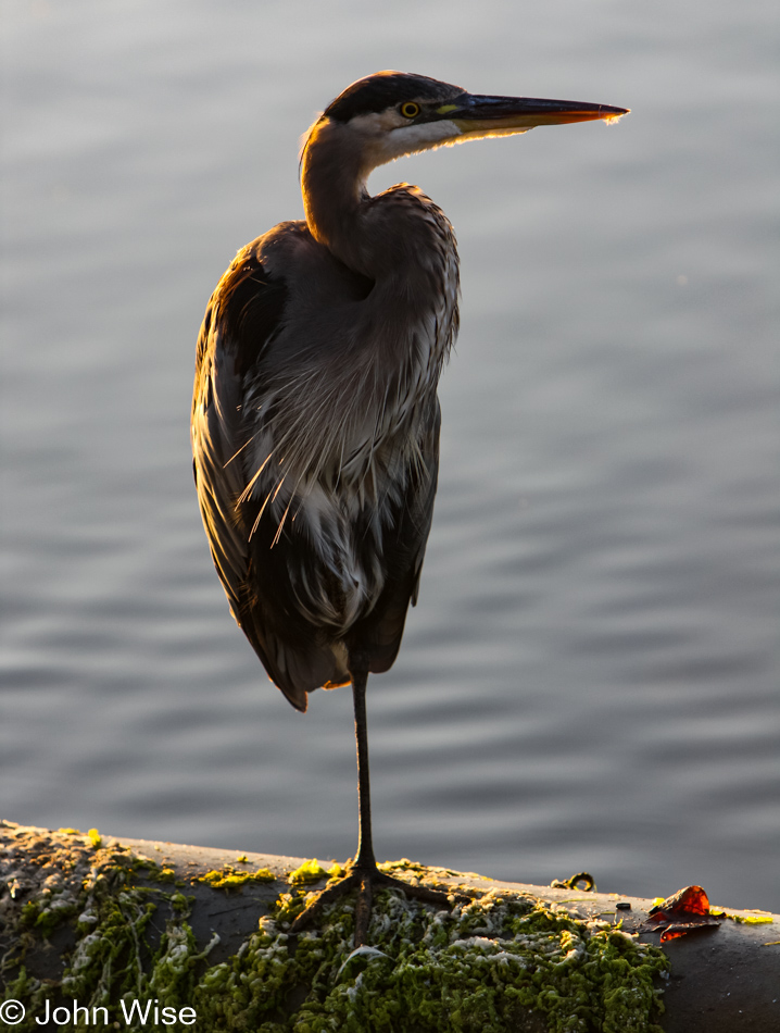 Heron in Santa Barbara, California