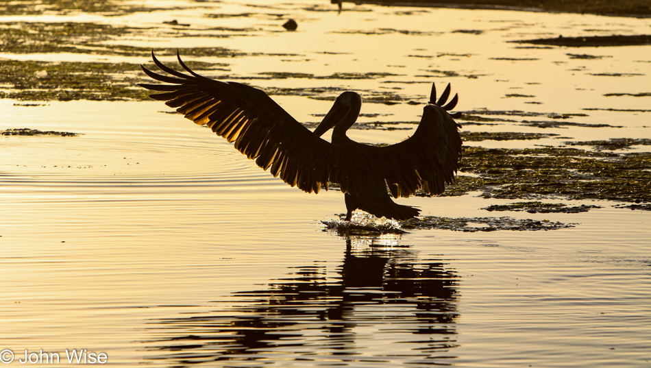 Pelican in Santa Barbara, California