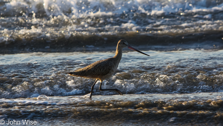 Curlew in Santa Barbara, California