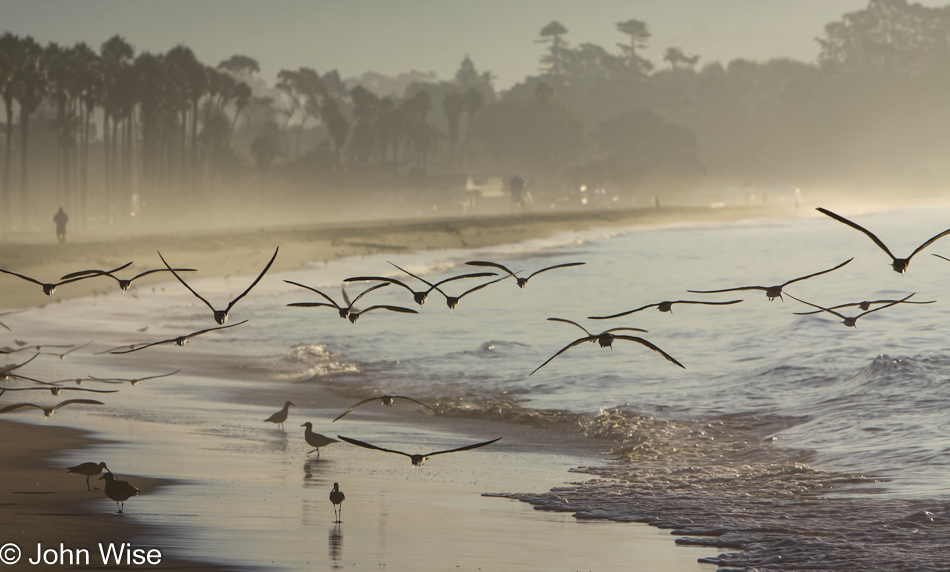 Black Skimmers in Santa Barbara, California