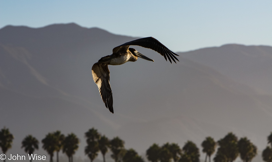 Pelican in Santa Barbara, California