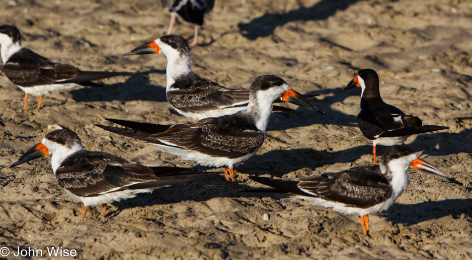 Black Skimmers in Santa Barbara, California