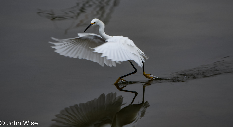 Egret in Santa Barbara, California