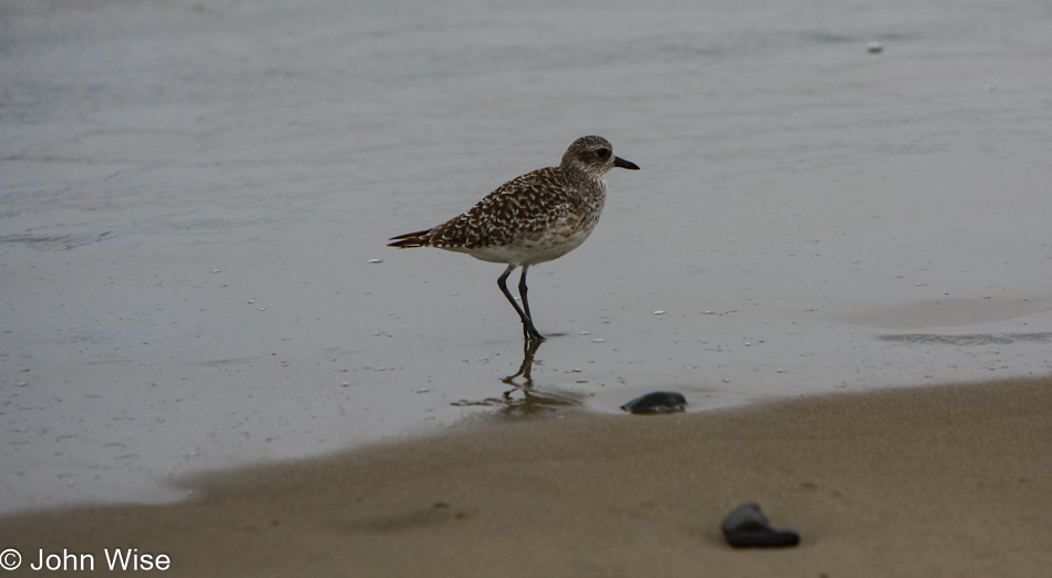 Grey Plover in Santa Barbara, California