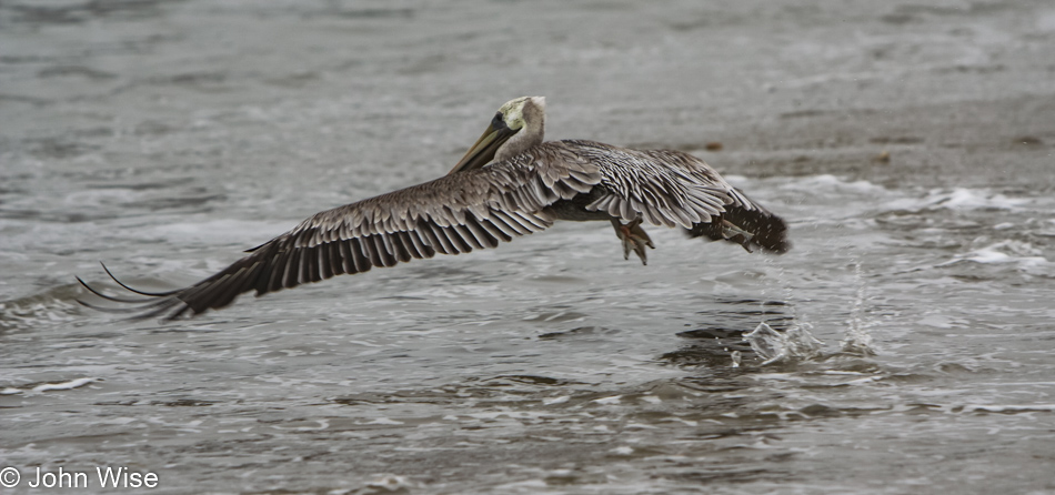 Pelican in Santa Barbara, California